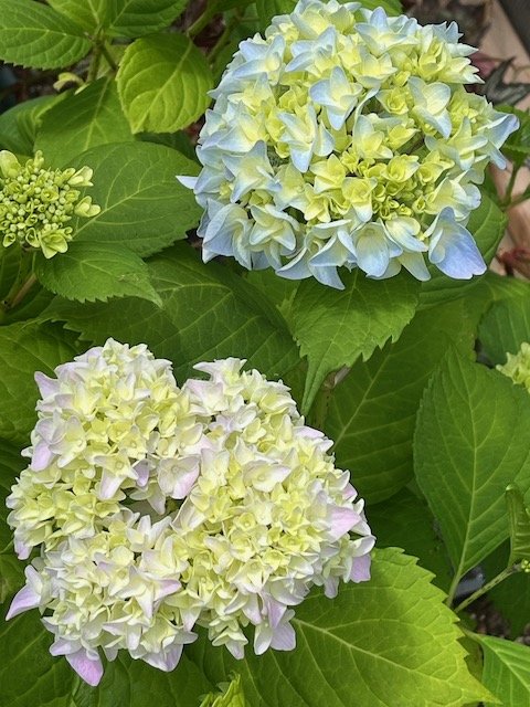 Hydrangea Macrophylla Plant - Fiber to Yarn